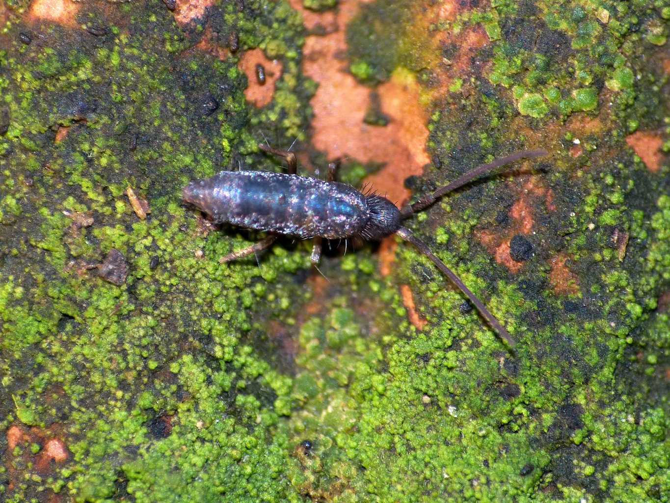 Collembolo bluastro (Tomoceridae?) - Caffarella (RM)